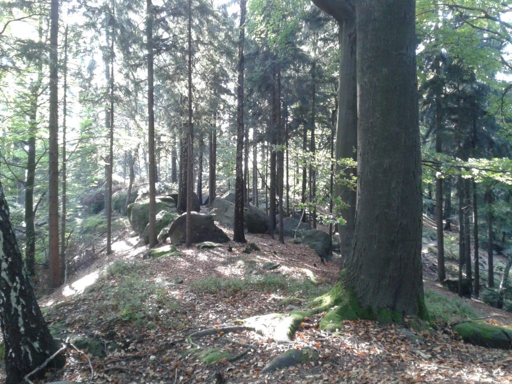 durch den Wald