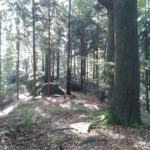 durch den Wald