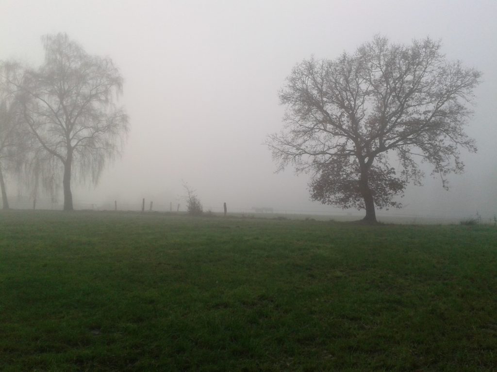 Kühe im Nebel